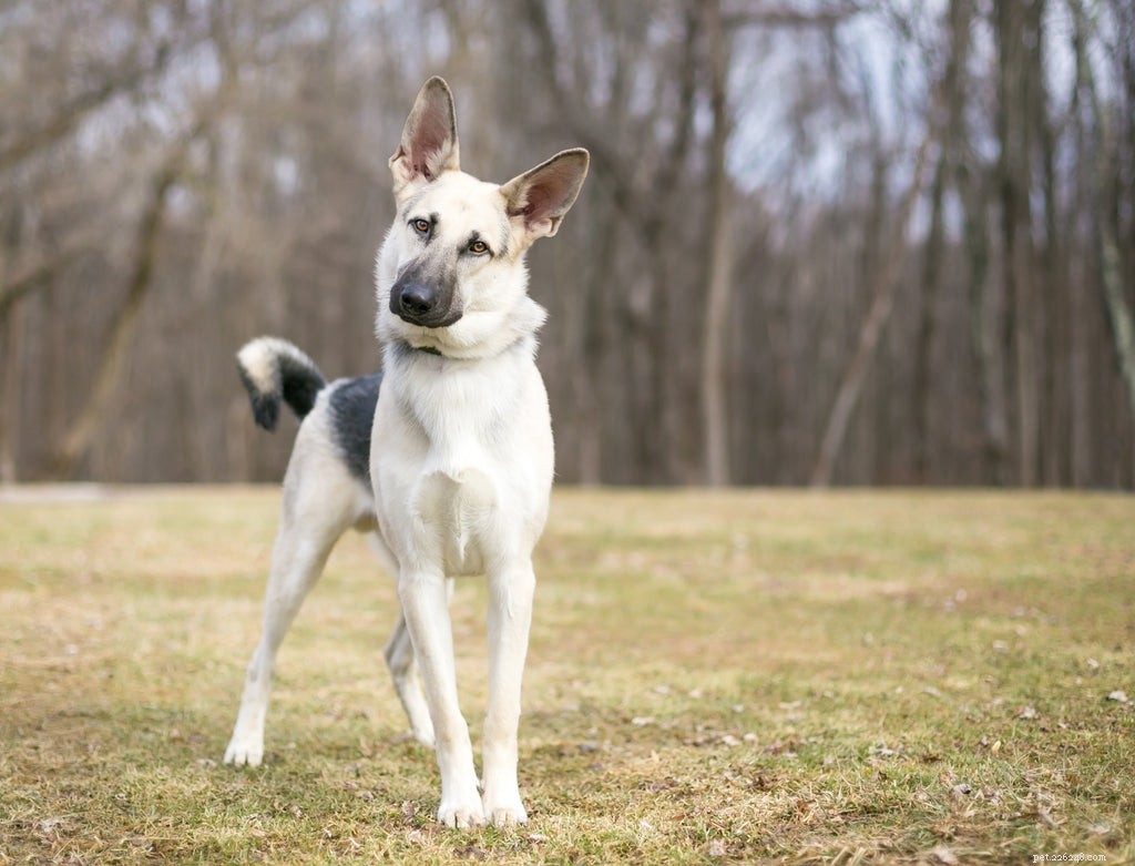 Vad är vestibulär sjukdom hos hundar?