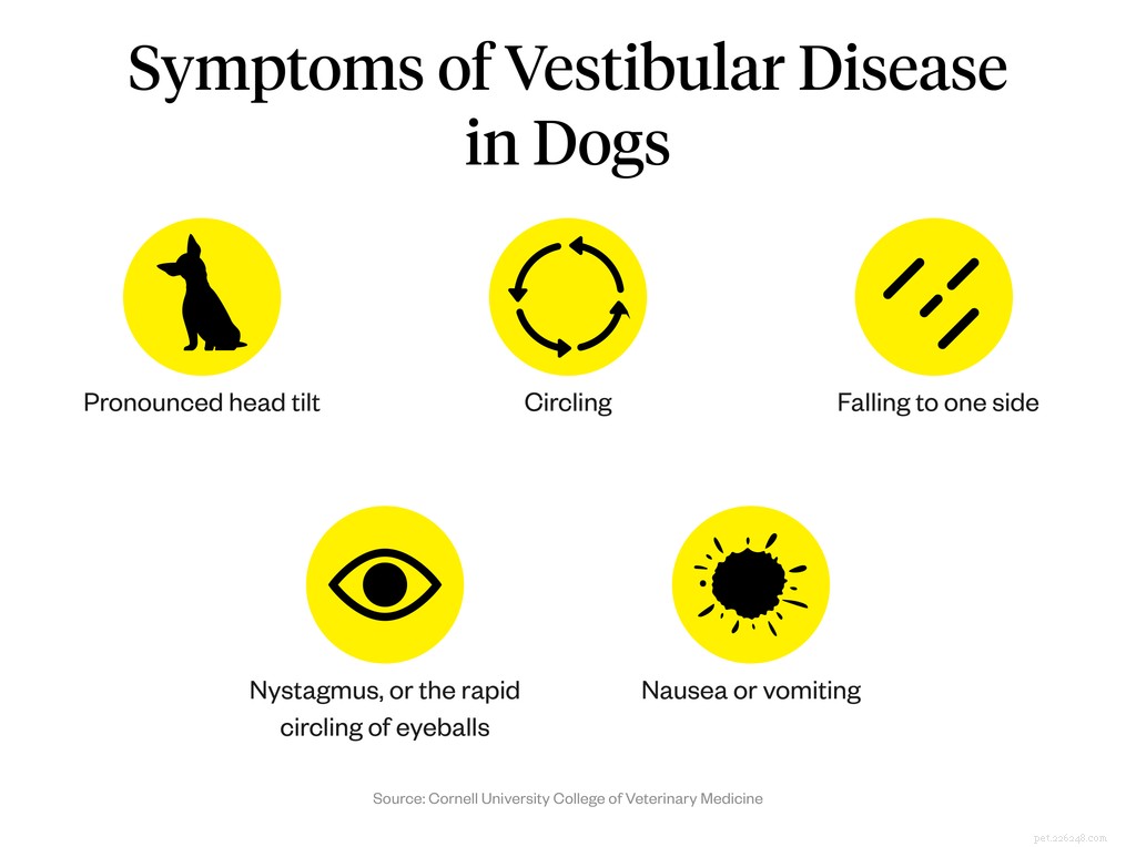 O que é doença vestibular em cães?