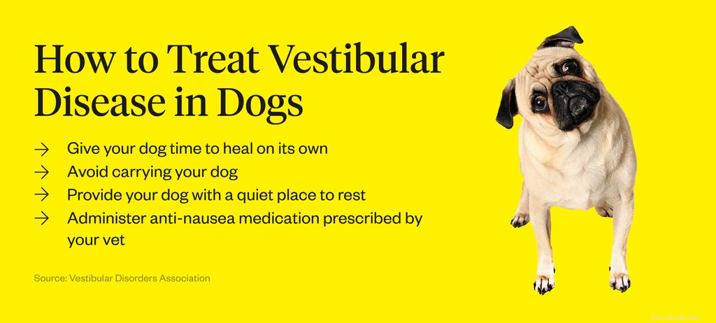 Что такое вестибулярное заболевание у собак?
