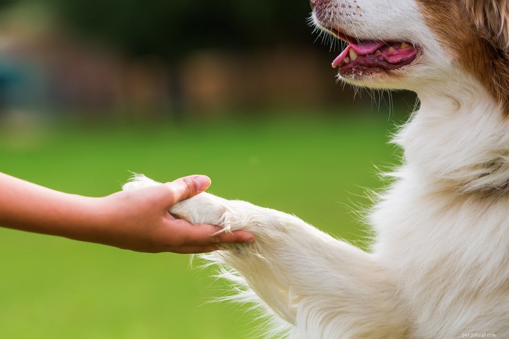 Как научить собаку рукопожатию