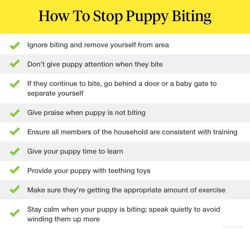Hoe u kunt voorkomen dat uw puppy bijt