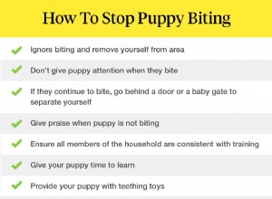 子犬が噛まないようにする方法 