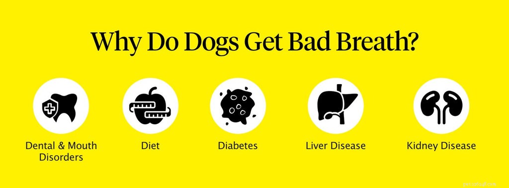 悪い犬の息を直す方法（5つのヒント） 