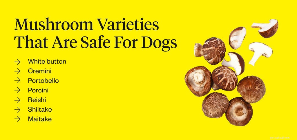 Могут ли собаки есть грибы?