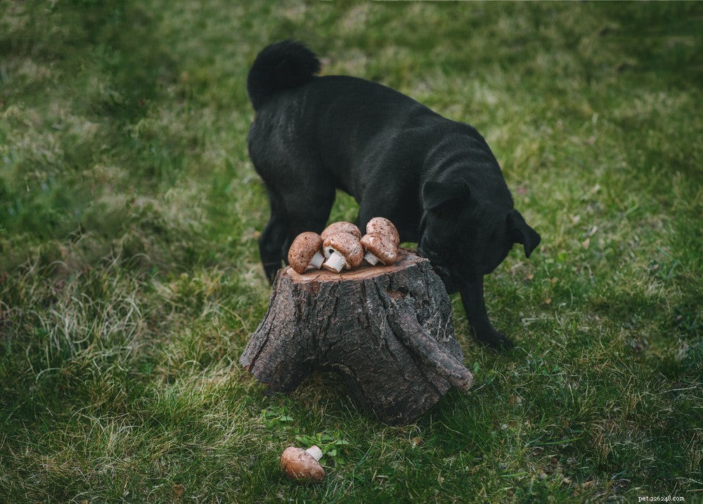 Můžou psi jíst houby?