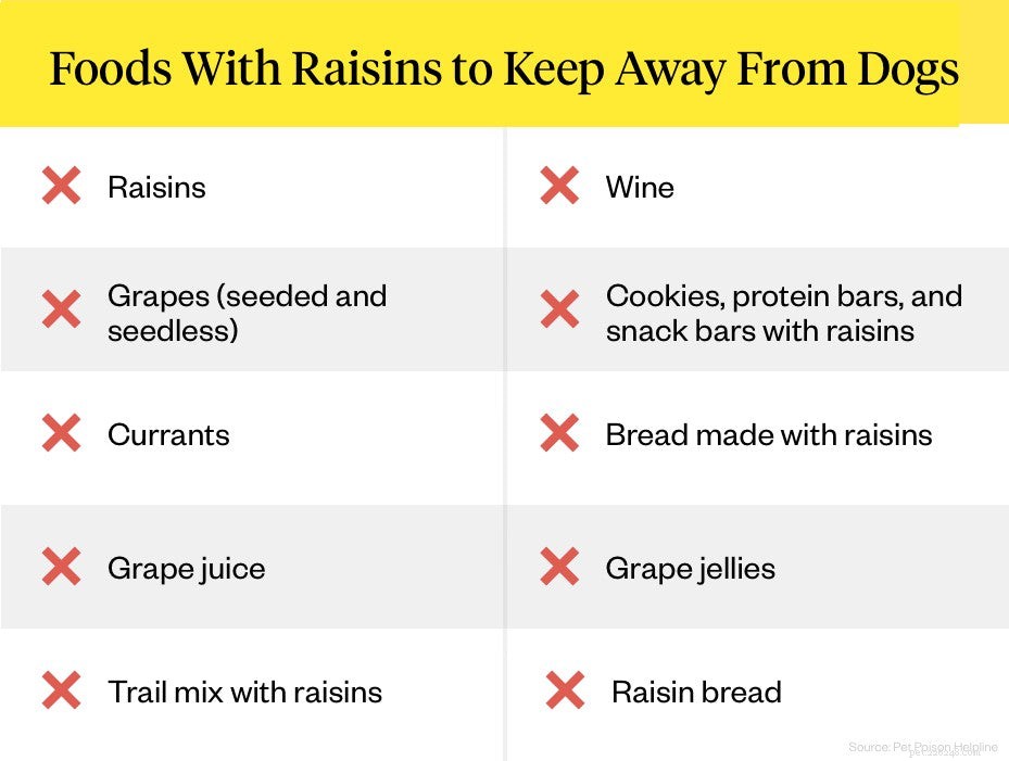 Les raisins secs sont-ils mauvais pour les chiens ?