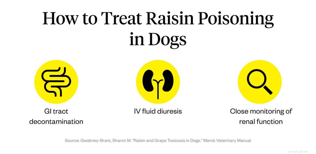 Zijn rozijnen slecht voor honden?