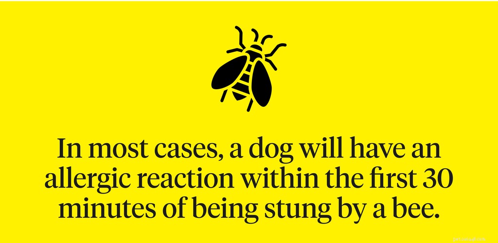 Vad du ska göra om din hund blir stucken av ett bi