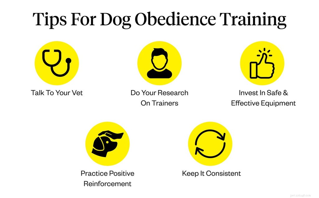 Guia de treinamento de obediência para cães