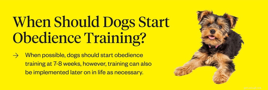 Guida all addestramento all obbedienza dei cani