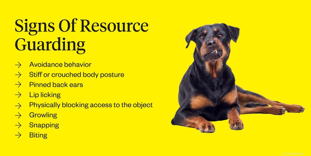 Hur man åtgärdar resursbevakning hos hundar