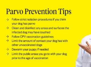 Симптомы парвовируса у собак:на что следует обратить внимание владельцам собак