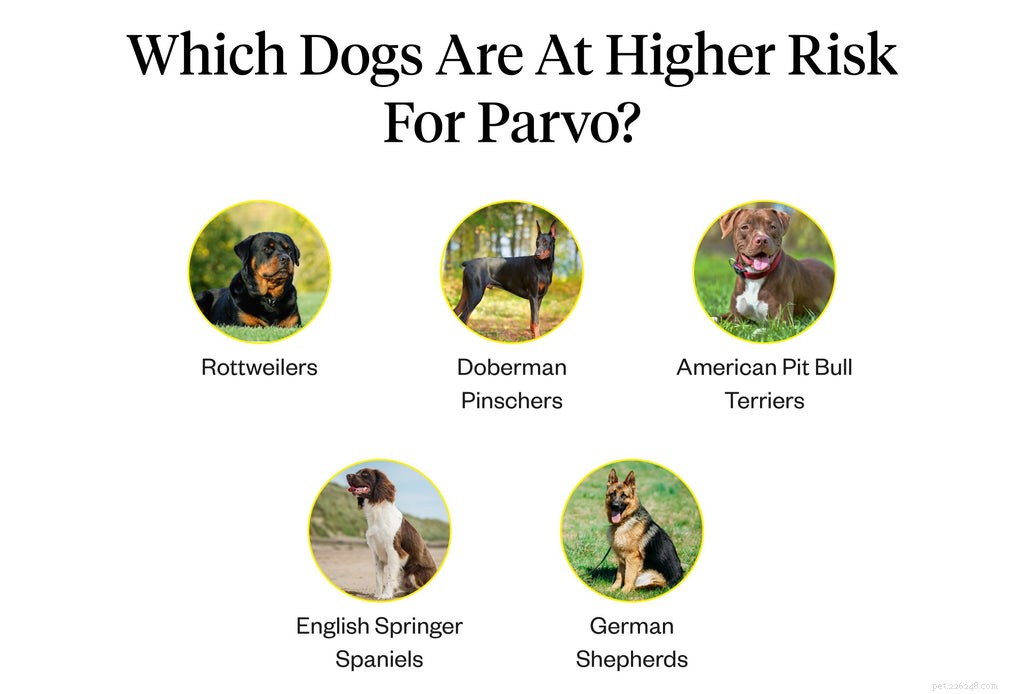 Симптомы парвовируса у собак:на что следует обратить внимание владельцам собак