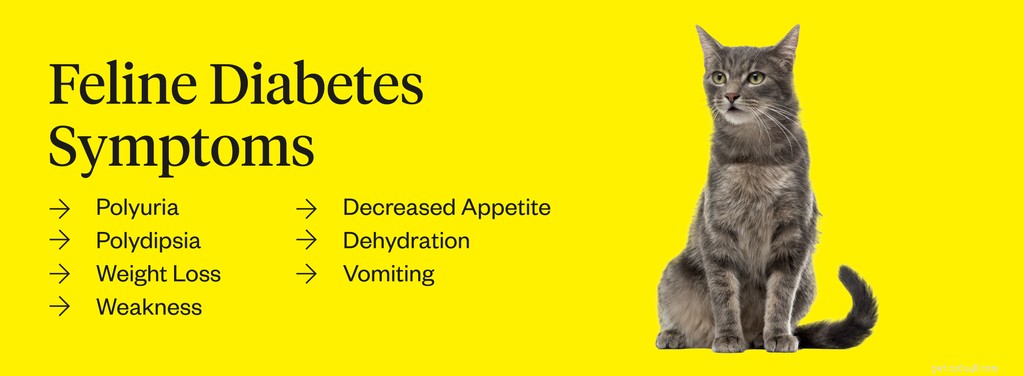 Příznaky diabetu u koček:7 znaků, které je třeba sledovat