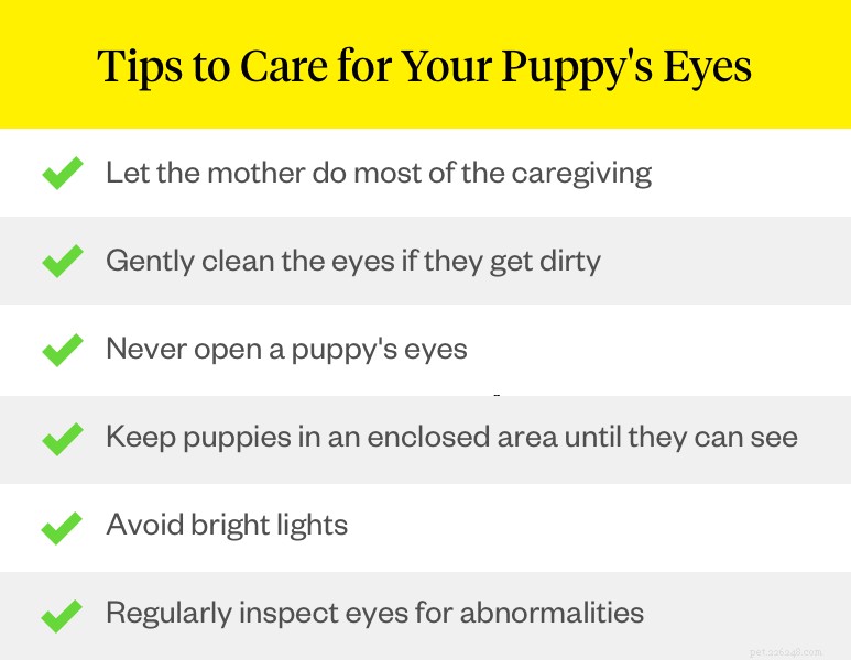 강아지의 눈은 언제 뜨나요?
