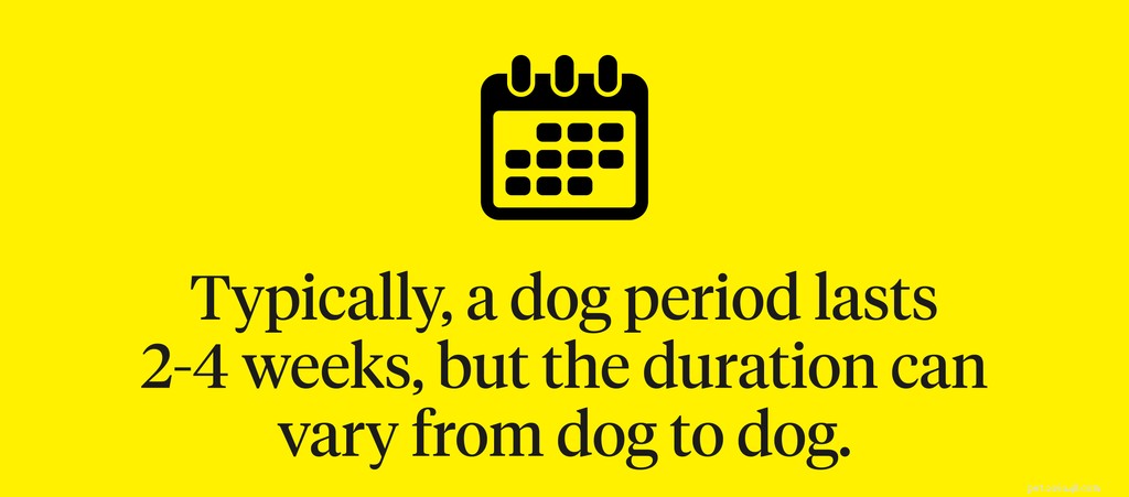 Quanto tempo duram as menstruações de cães?