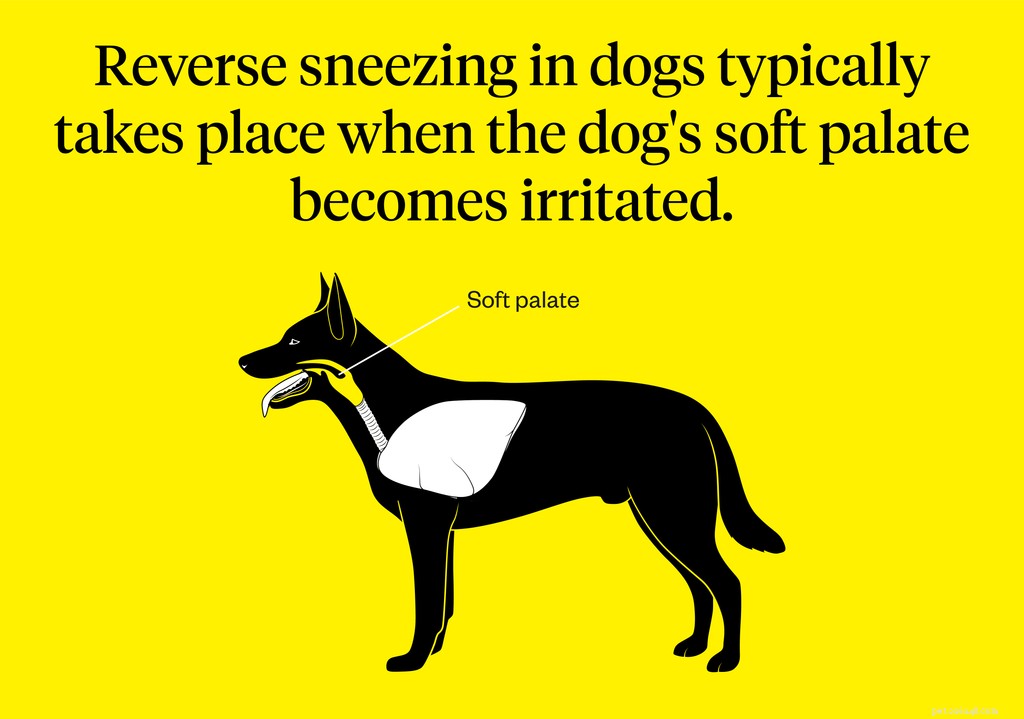 Omvänd nysning hos hundar