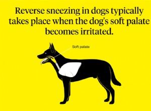Reverzní kýchání u psů