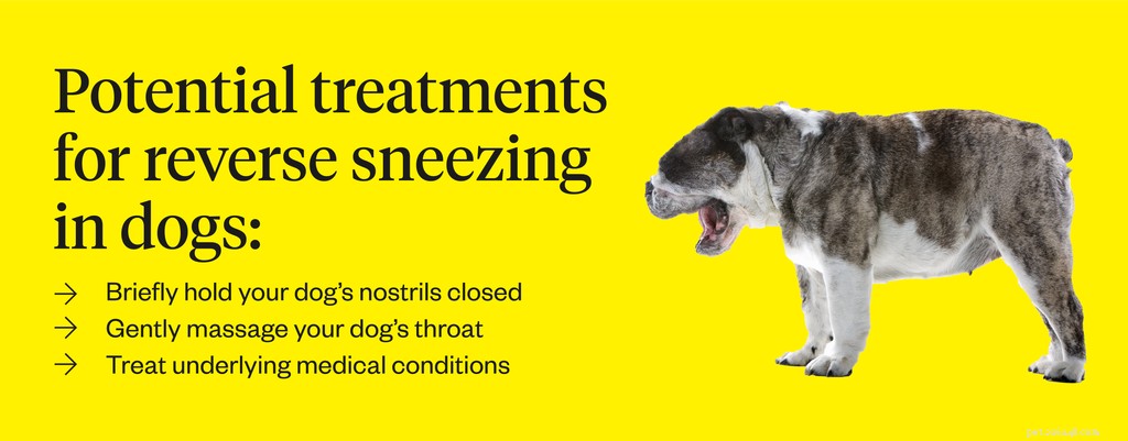 Omgekeerd niezen bij honden