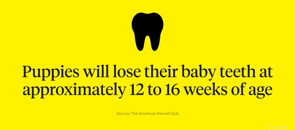 子犬はいつ赤ちゃんの歯を失いますか？ 