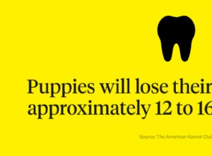 Когда у щенков выпадают молочные зубы?
