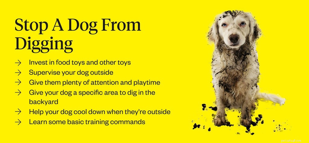 Hur man hindrar en hund från att gräva