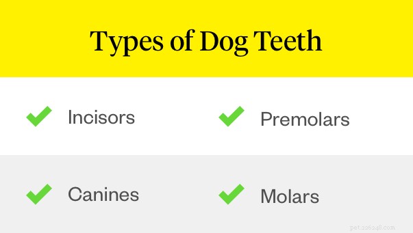 犬は何本の歯を持っていますか？大人の犬歯へのガイド 