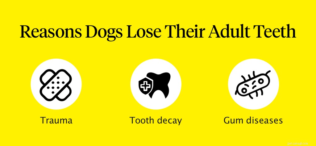 Combien de dents les chiens ont-ils ? Guide des dents de chien adulte