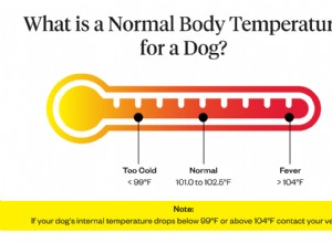 犬は熱が出ますか？ 5つの兆候と症状 