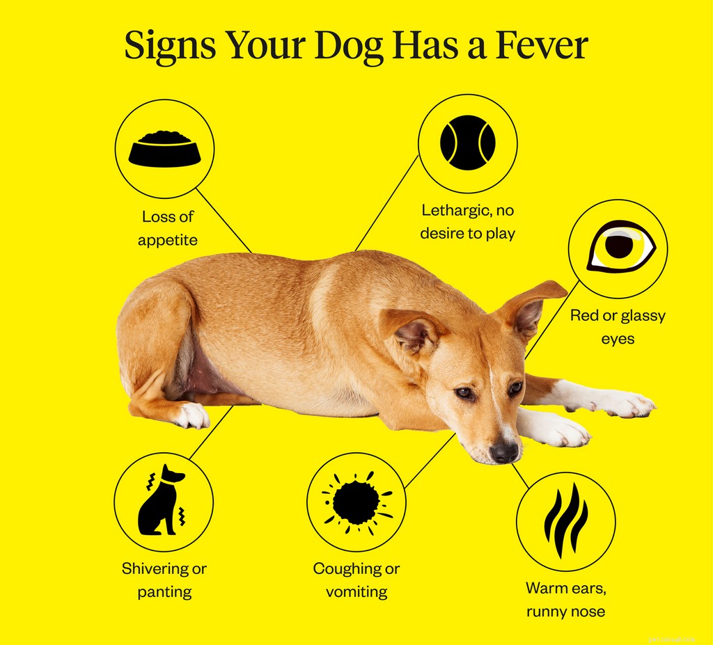 Mají psi horečku? 5 Příznaky a příznaky