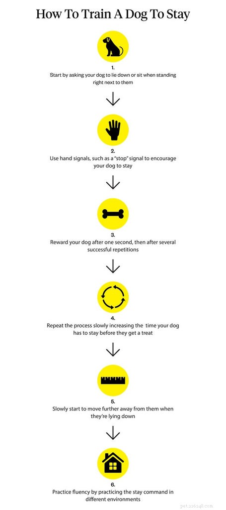 Hoe leer je een hond om te blijven