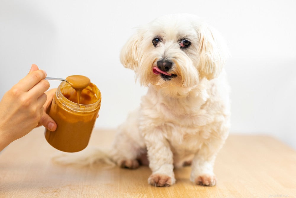 땅콩은 개에게 해롭습니까?