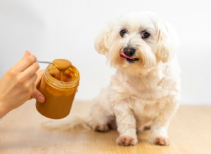 Вреден ли арахис для собак?
