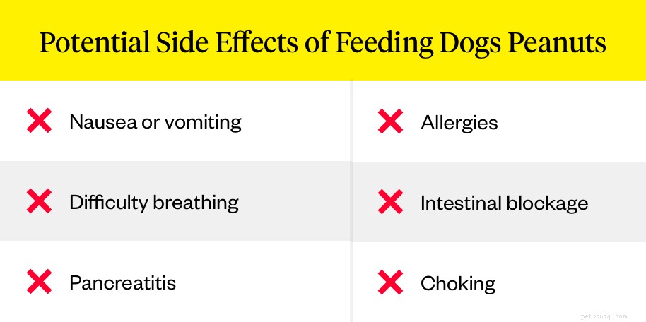 Är jordnötter dåliga för hundar?