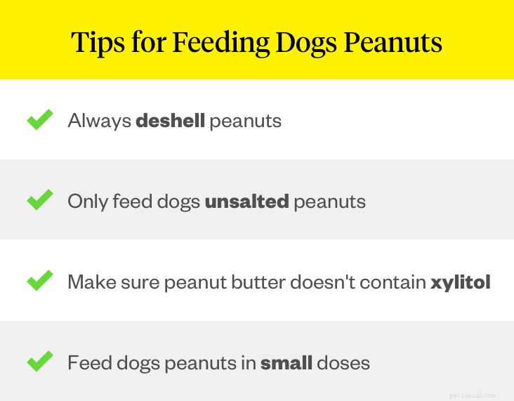 Le arachidi fanno male ai cani?