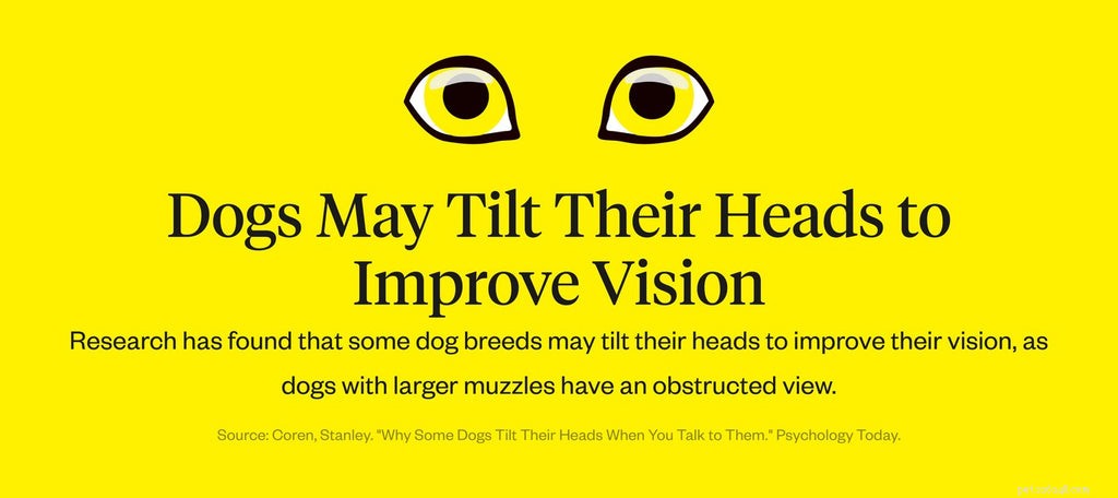 Perché i cani inclinano la testa?