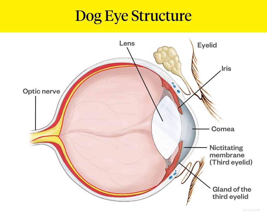 O que é olho de cereja em cães?