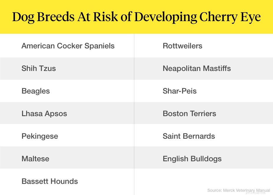 Che cos è Cherry Eye nei cani?