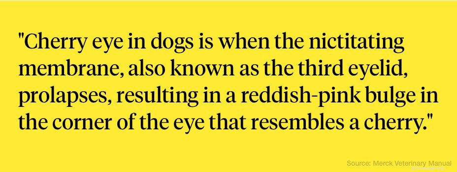 Qu est-ce que l œil de cerise chez les chiens ?