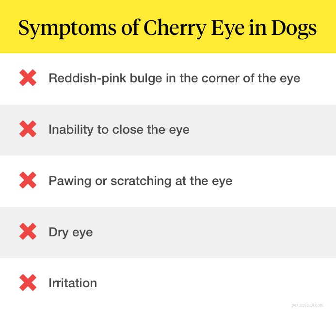 O que é olho de cereja em cães?