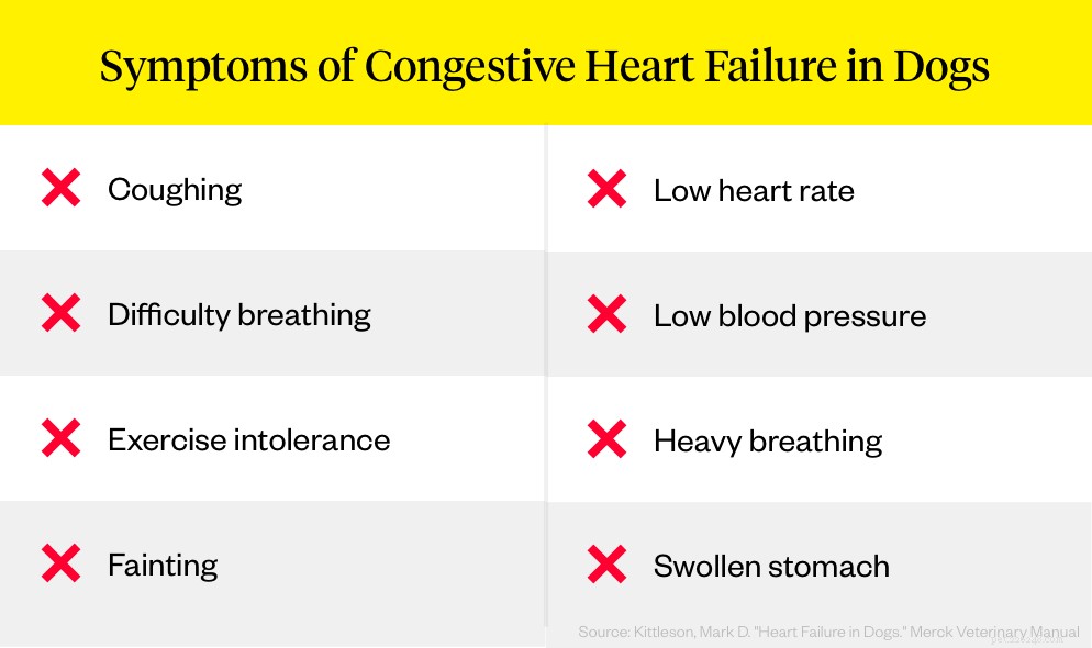 O que é insuficiência cardíaca congestiva em cães?