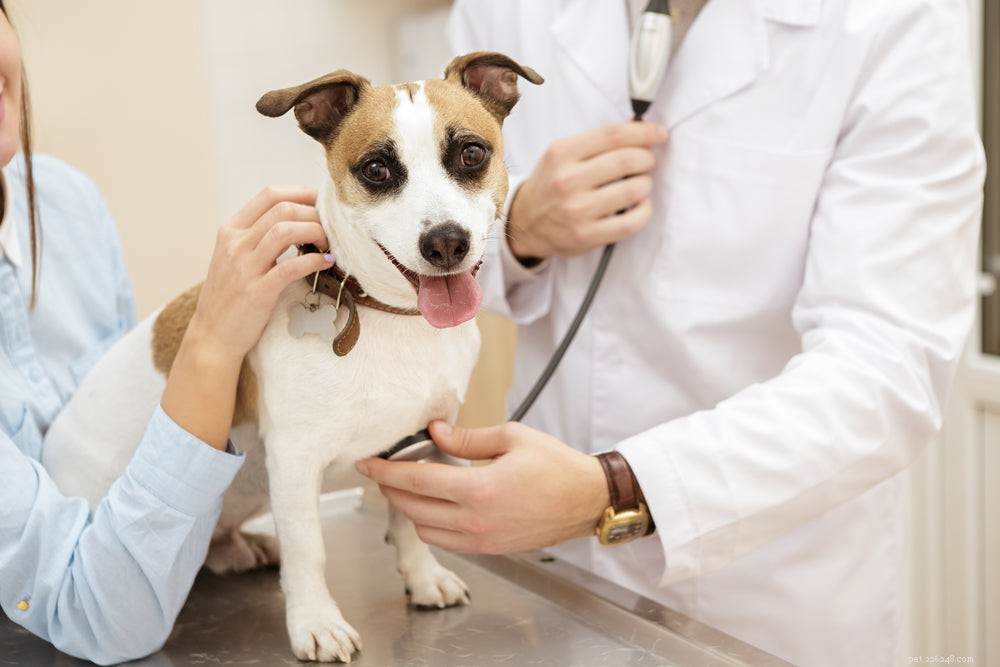 Che cos è l insufficienza cardiaca congestizia nei cani?