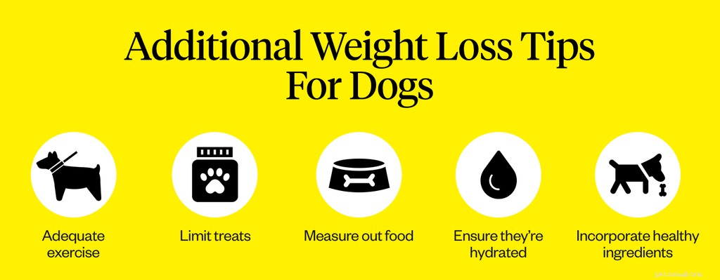 Qual ​​é a melhor ração para cães para controle de peso?