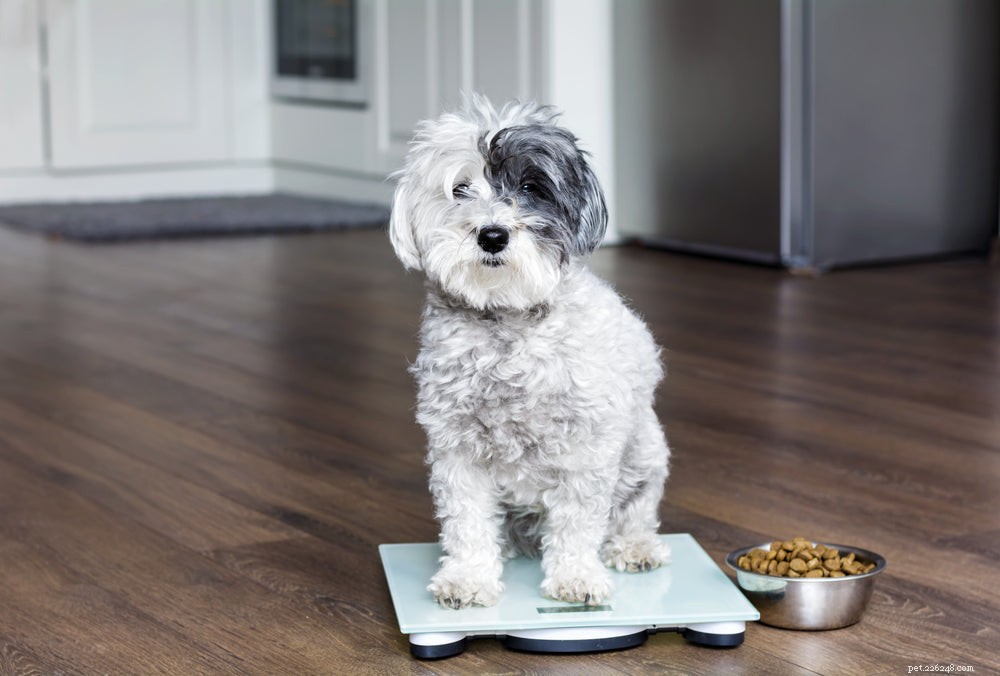 Wat is het beste hondenvoer voor gewichtsbeheersing?