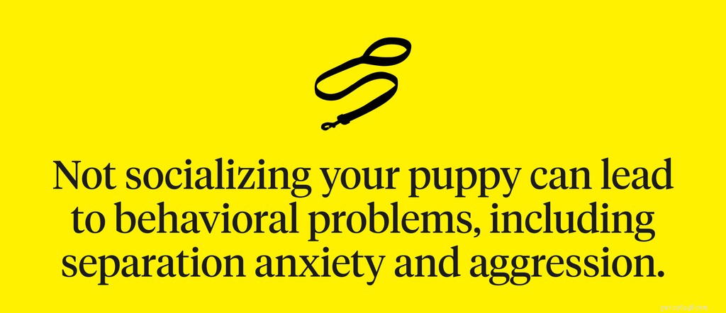 Hoe u uw puppy kunt socialiseren:de ultieme gids