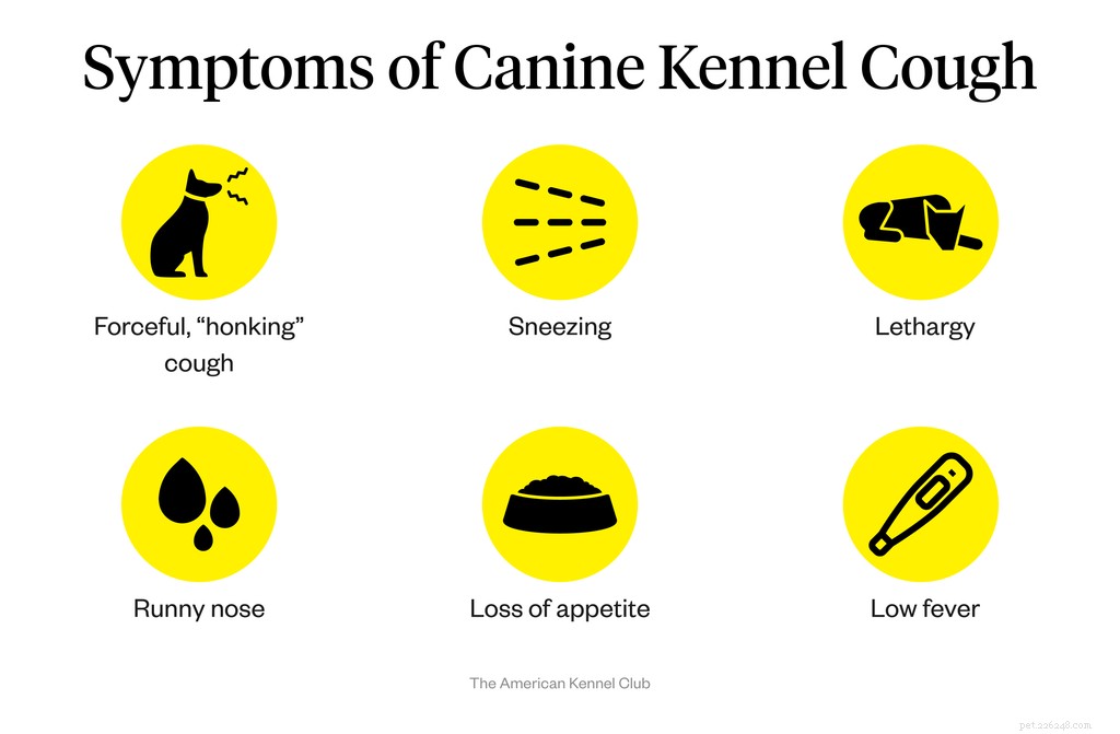 Симптомы питомникового кашля у собак