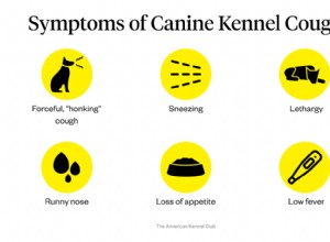 犬の犬小屋の咳の症状 