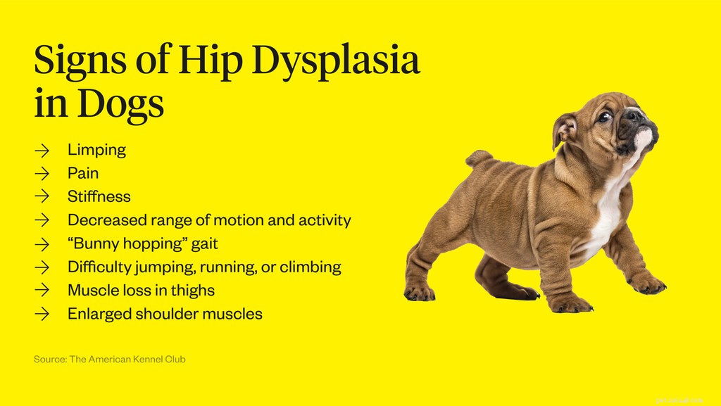 Что такое дисплазия тазобедренного сустава у собак?