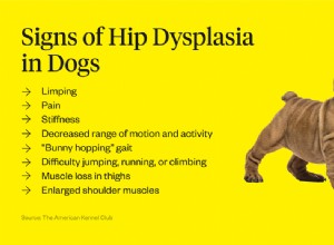 Co je dysplazie kyčle u psů?