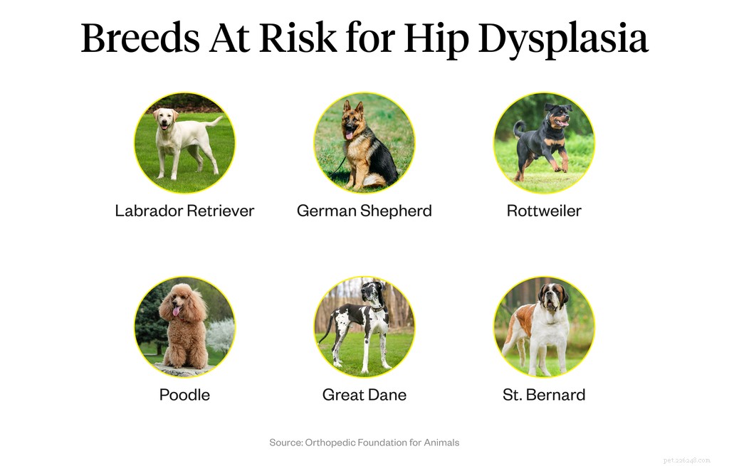 Qu est-ce que la dysplasie de la hanche chez le chien ?
